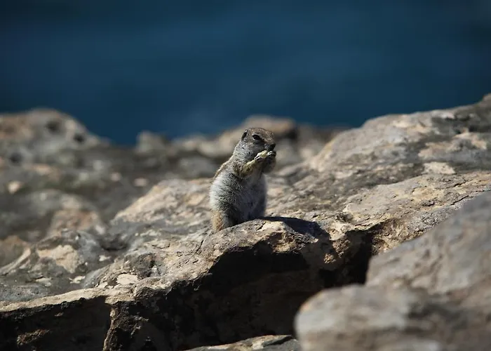 Bungalows El Jardin Pájara