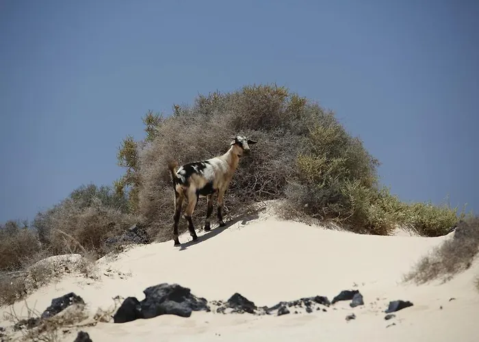 El Jardin 3* Pájara