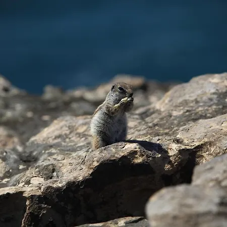 Bungalows El Jardin Pajara (Fuerteventura)