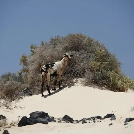Bungalows El Jardin 3* Pajara (Fuerteventura)